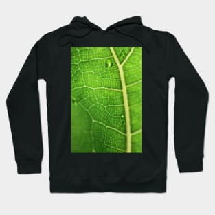 Fiddle Leaf Ficus Hoodie